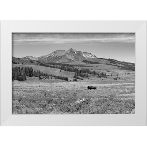 Bull Bison at Swan Lake, Yellowstone National Park White Modern Wood Framed Art Print by Frank, Jacob W.