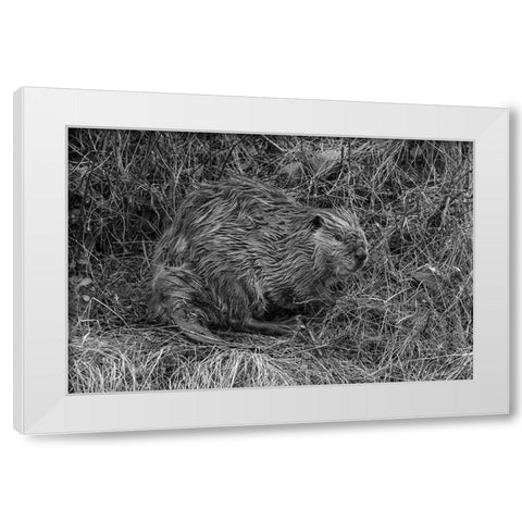 Beaver at Soda Butte Creek, Yellowstone National Park White Modern Wood Framed Art Print by Frank, Jacob W.