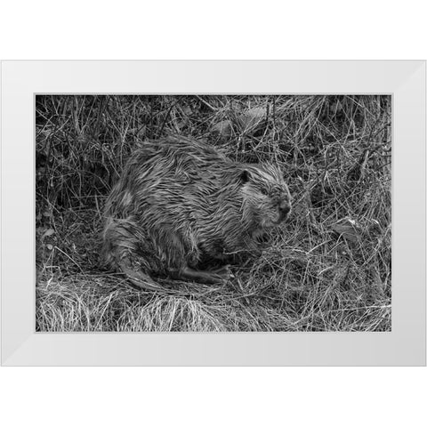 Beaver at Soda Butte Creek, Yellowstone National Park White Modern Wood Framed Art Print by Frank, Jacob W.