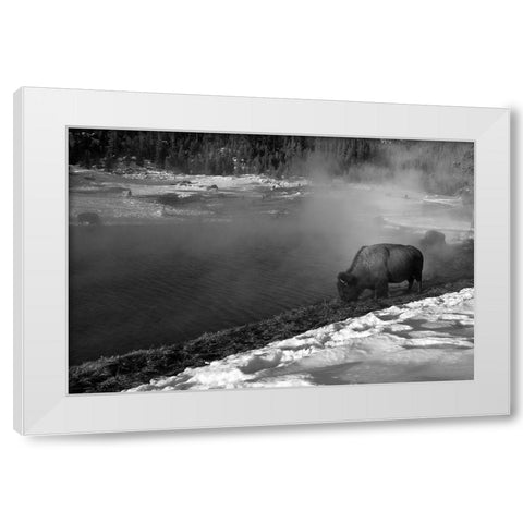 Bison at Terrace Spring, Yellowstone National Park White Modern Wood Framed Art Print by Peaco, Jim