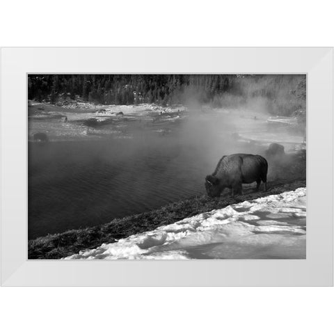 Bison at Terrace Spring, Yellowstone National Park White Modern Wood Framed Art Print by Peaco, Jim
