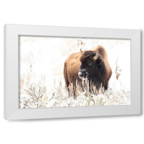 Bison feeding in the snow, Yellowstone National Park White Modern Wood Framed Art Print by Frank, Jacob W.