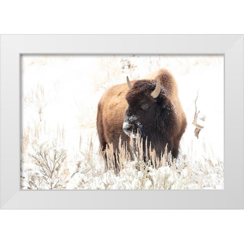 Bison feeding in the snow, Yellowstone National Park White Modern Wood Framed Art Print by Frank, Jacob W.