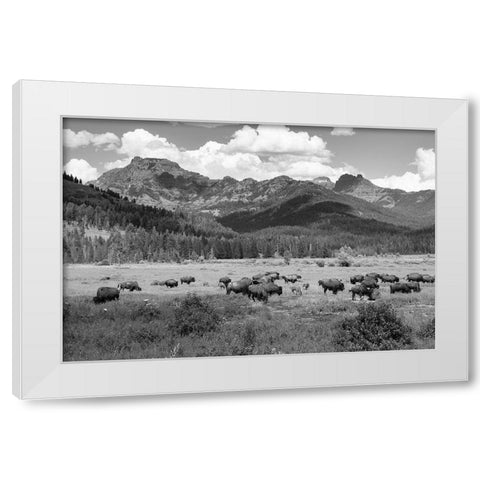 Bison grazing in Round Prairie, Yellowstone National Park White Modern Wood Framed Art Print by Frank, Jacob W.