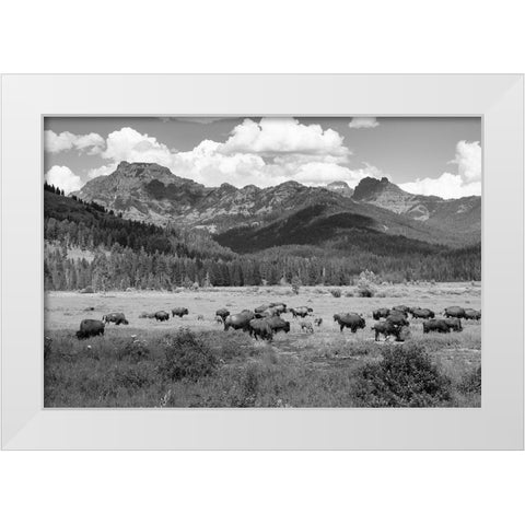 Bison grazing in Round Prairie, Yellowstone National Park White Modern Wood Framed Art Print by Frank, Jacob W.