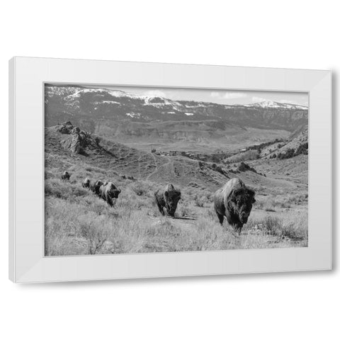 Bison at Gardiner Basin, Yellowstone National Park White Modern Wood Framed Art Print by The Yellowstone Collection
