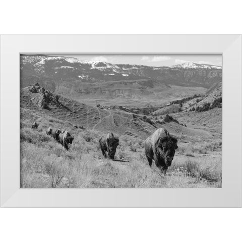 Bison at Gardiner Basin, Yellowstone National Park White Modern Wood Framed Art Print by The Yellowstone Collection