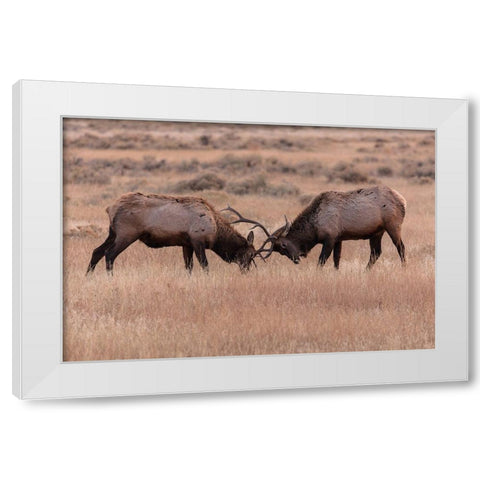 Elk Sparring, Yellowstone National Park White Modern Wood Framed Art Print by The Yellowstone Collection