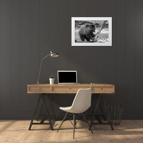 Grizzly Bear near Obsidian Creek, Yellowstone National Park White Modern Wood Framed Art Print by Peaco, Jim