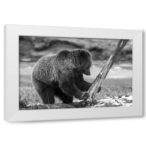 Grizzly Bear near Obsidian Creek, Yellowstone National Park White Modern Wood Framed Art Print by Peaco, Jim