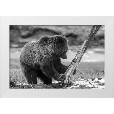 Grizzly Bear near Obsidian Creek, Yellowstone National Park White Modern Wood Framed Art Print by Peaco, Jim
