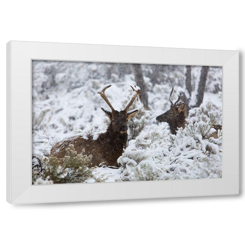 Young Bull Elk on Snowy Day, Yellowstone National Park White Modern Wood Framed Art Print by The Yellowstone Collection