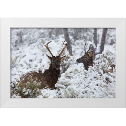 Young Bull Elk on Snowy Day, Yellowstone National Park White Modern Wood Framed Art Print by The Yellowstone Collection