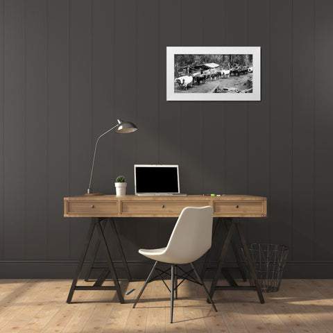 Logging with Ox Teams White Modern Wood Framed Art Print by Vintage Photography