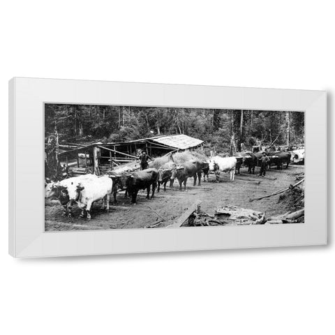Logging with Ox Teams White Modern Wood Framed Art Print by Vintage Photography