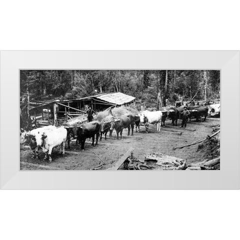 Logging with Ox Teams White Modern Wood Framed Art Print by Vintage Photography