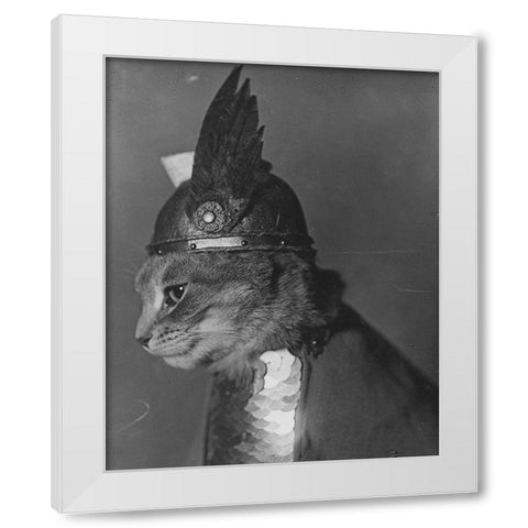 Brunnhilde the Cat White Modern Wood Framed Art Print by Vintage Photography