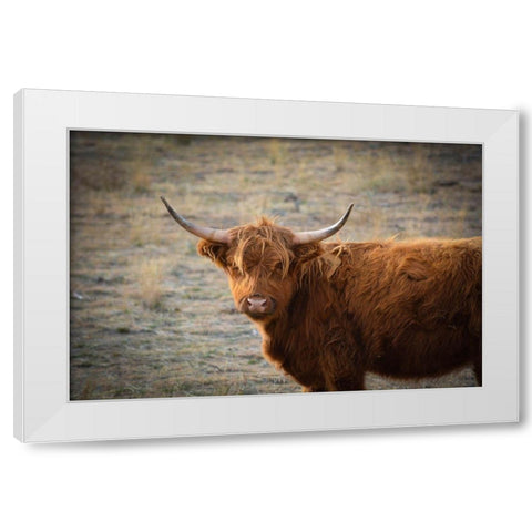 Texas Brown Steer White Modern Wood Framed Art Print by Texas Picture Archive