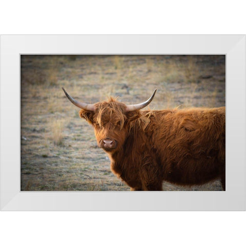 Texas Brown Steer White Modern Wood Framed Art Print by Texas Picture Archive
