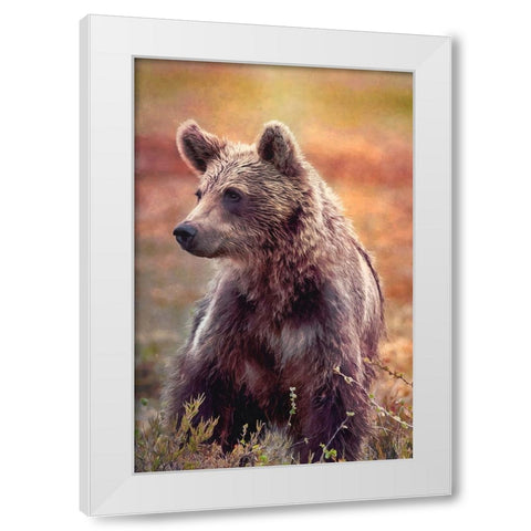 Brown Bear White Modern Wood Framed Art Print by Alpenglow Workshop