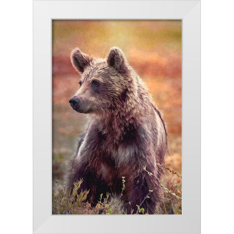 Brown Bear White Modern Wood Framed Art Print by Alpenglow Workshop