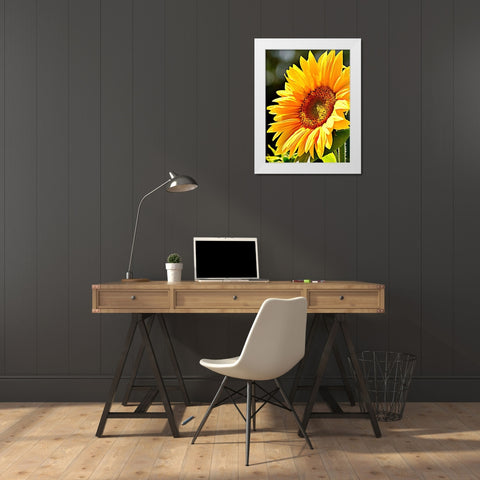 Sunflower White Modern Wood Framed Art Print by Alpenglow Workshop