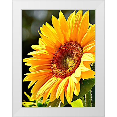 Sunflower White Modern Wood Framed Art Print by Alpenglow Workshop