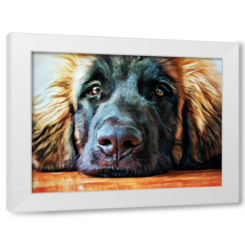 Leonberger Puppy Pout White Modern Wood Framed Art Print by Aldridge, Ashley