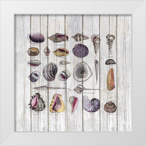 Vintage Shells White Modern Wood Framed Art Print by Haase, Andrea