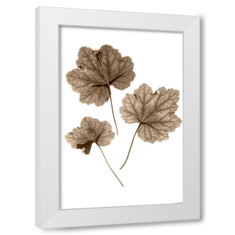 Heucher White Modern Wood Framed Art Print by Stalus, Judy