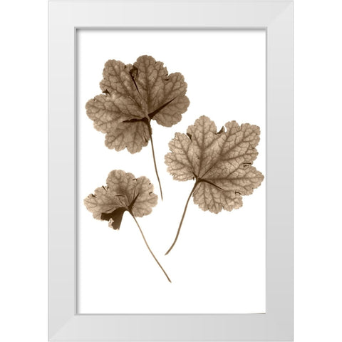Heucher White Modern Wood Framed Art Print by Stalus, Judy