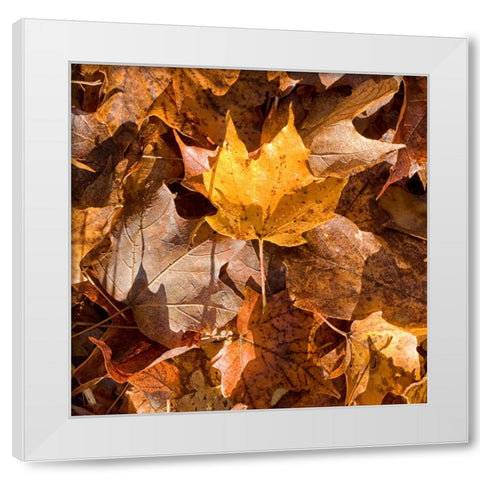 Yellow Leaf White Modern Wood Framed Art Print by Stalus, Judy