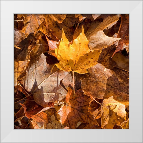 Yellow Leaf White Modern Wood Framed Art Print by Stalus, Judy