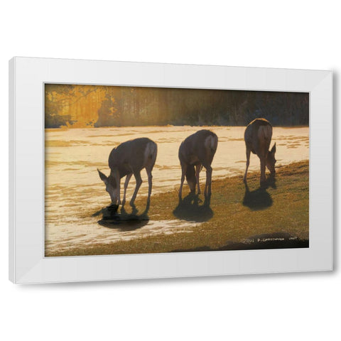 Deer Grazing at City Park White Modern Wood Framed Art Print by Vest, Christopher
