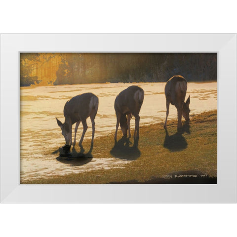 Deer Grazing at City Park White Modern Wood Framed Art Print by Vest, Christopher