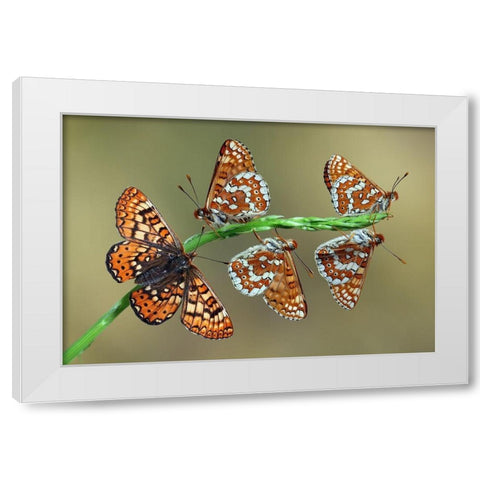 Doncella de Ondas Rojas White Modern Wood Framed Art Print by Hoffman, Jimmy