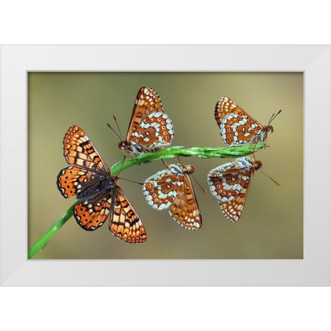 Doncella de Ondas Rojas White Modern Wood Framed Art Print by Hoffman, Jimmy