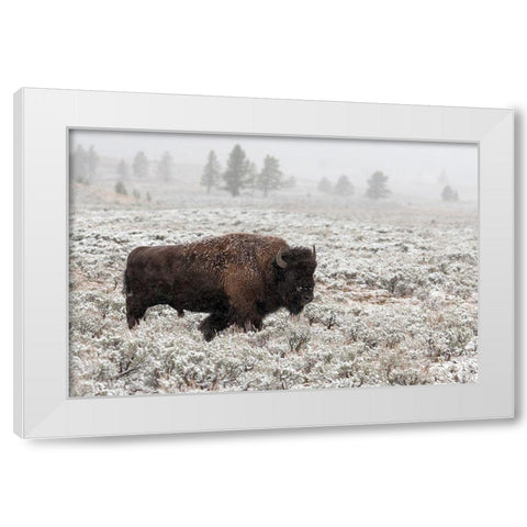 Late Fall Yellowstone White Modern Wood Framed Art Print by Forns, Alfred