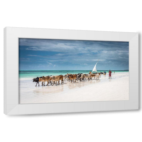 Masai cattle on Zanzibar beach White Modern Wood Framed Art Print by C. Sink, Jeffrey