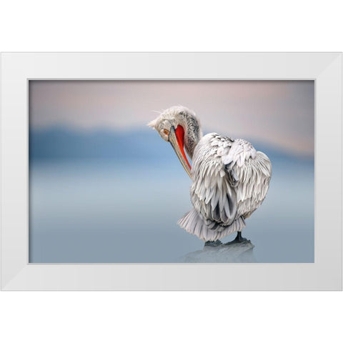 Dalmatian pelican at dawn White Modern Wood Framed Art Print by Ortega, Xavier