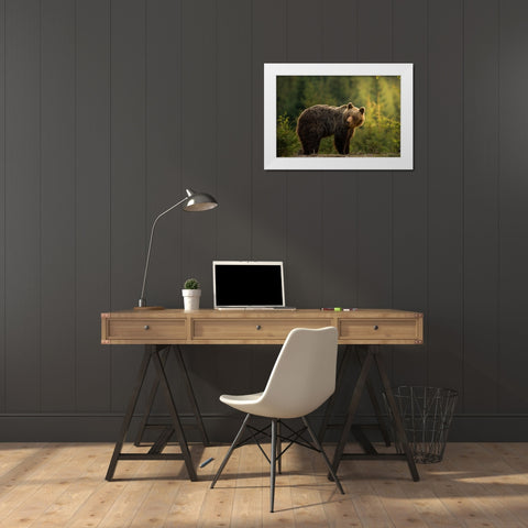 Backlit bear White Modern Wood Framed Art Print by Krchnak, Richard