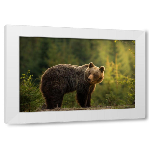 Backlit bear White Modern Wood Framed Art Print by Krchnak, Richard