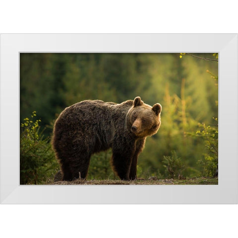 Backlit bear White Modern Wood Framed Art Print by Krchnak, Richard