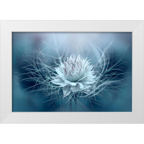 Love-in-a-mist White Modern Wood Framed Art Print by Parker, Jacky