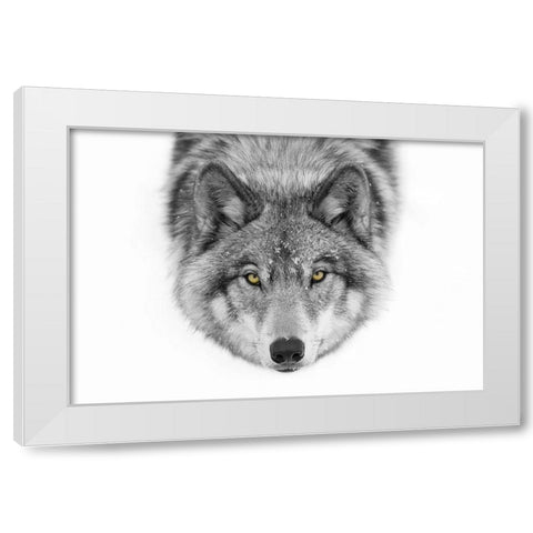 Yellow eyes Timber Wolf White Modern Wood Framed Art Print by Cumming, Jim