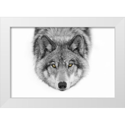 Yellow eyes Timber Wolf White Modern Wood Framed Art Print by Cumming, Jim