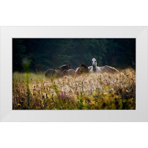 our garden White Modern Wood Framed Art Print by Malovrh, Milan