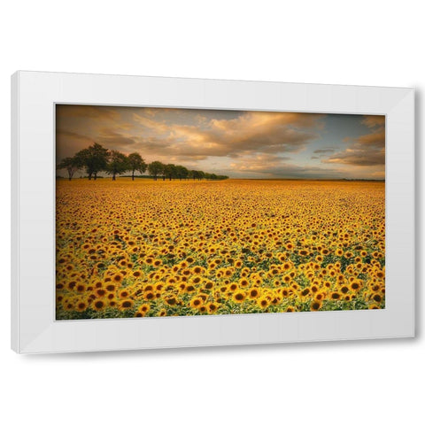 Sunflowers White Modern Wood Framed Art Print by Krol (Bax), Piotr