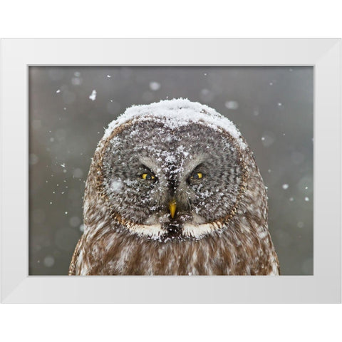 Great Grey Owl Winter Portrait White Modern Wood Framed Art Print by Costina, Mircea