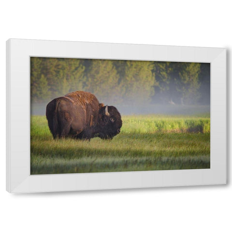 Bison in Morning Light White Modern Wood Framed Art Print by Biswas, Sandipan
